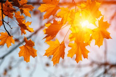  Sonbahar yaprakları güneşte