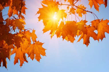  Sonbahar yaprakları güneşte