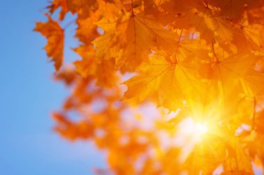  Sonbahar yaprakları güneşte