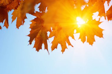  Sonbahar yaprakları güneşte