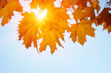  Sonbahar yaprakları güneşte