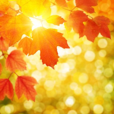  tarih Pzr sonbahar yaprakları