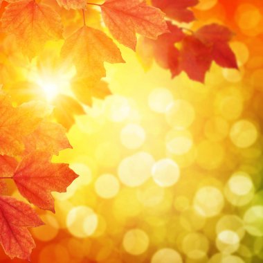  tarih Pzr sonbahar yaprakları