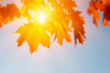  Sonbahar yaprakları güneşte