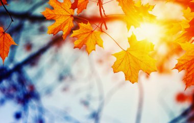  Sonbahar yaprakları güneşte