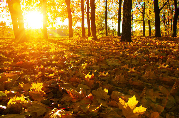  autumn trees on sun