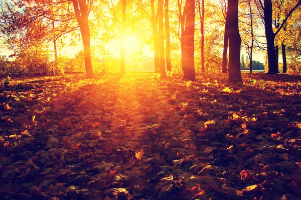 Árvores de outono no sol — Fotografia de Stock