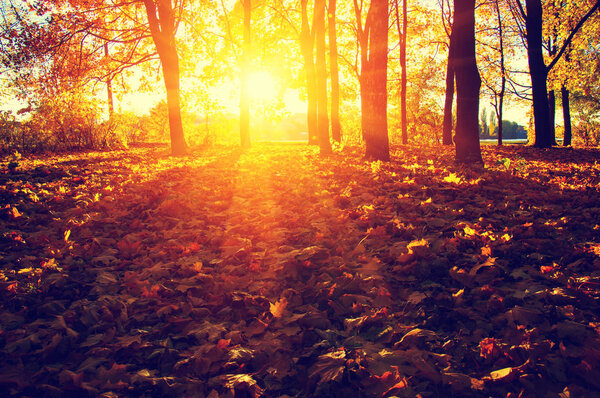 Autumn trees on sun in park