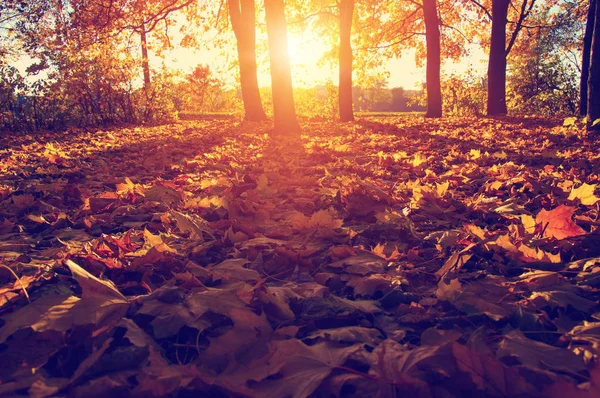 秋天的树木上太阳 — 图库照片