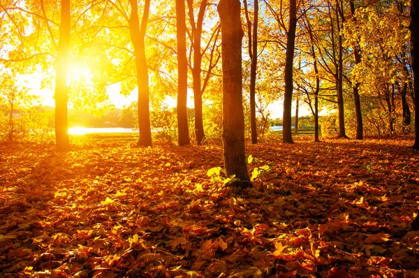  tarih Pzr sonbahar ağaçlar