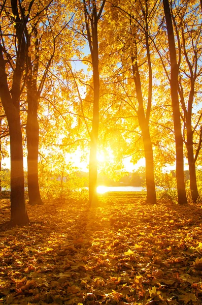  tarih Pzr sonbahar ağaçlar