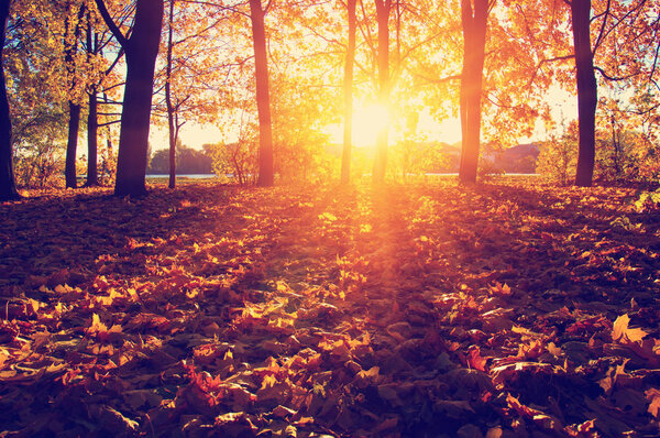 Autumn trees on sun in park