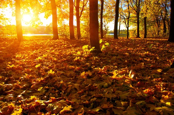  tarih Pzr sonbahar ağaçlar