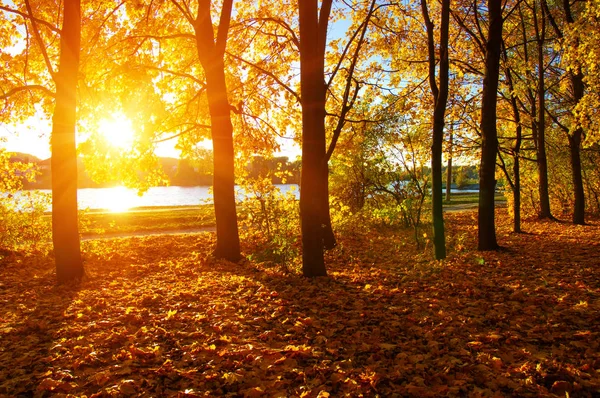  tarih Pzr sonbahar ağaçlar