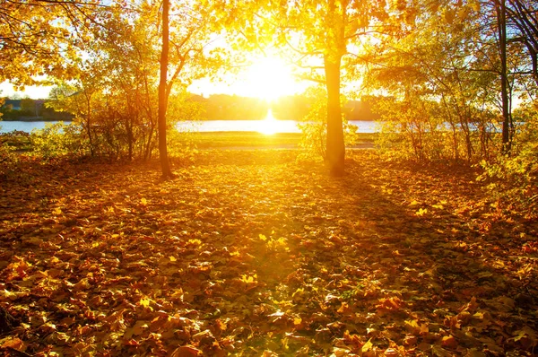  tarih Pzr sonbahar ağaçlar