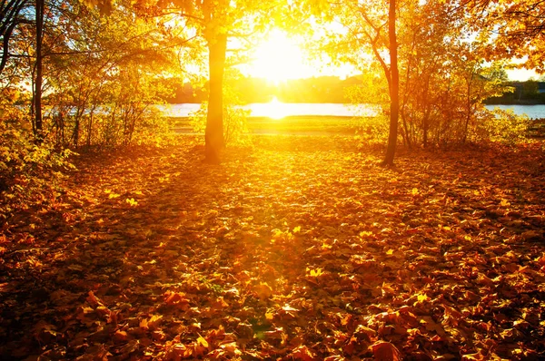  tarih Pzr sonbahar ağaçlar