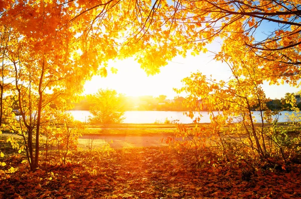  tarih Pzr sonbahar ağaçlar