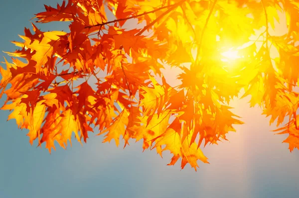 Podzimní listí na slunci — Stock fotografie