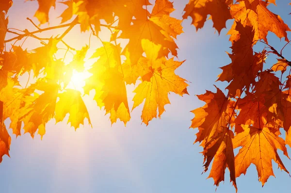 Folhas de outono ao sol — Fotografia de Stock