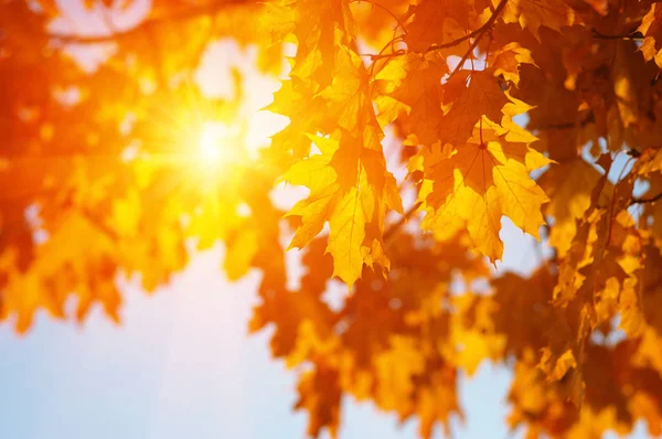  Sonbahar yaprakları güneşte