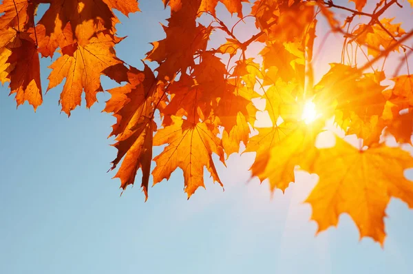  Sonbahar yaprakları güneşte