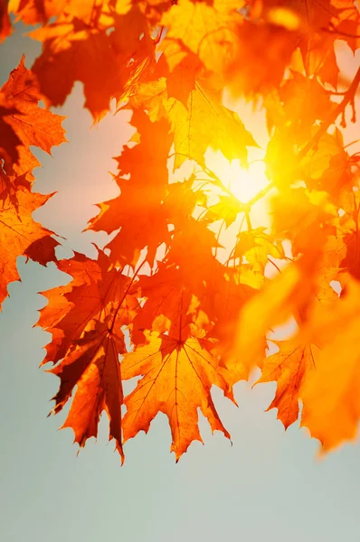 Autumn leaves on the sun — Stock Photo, Image