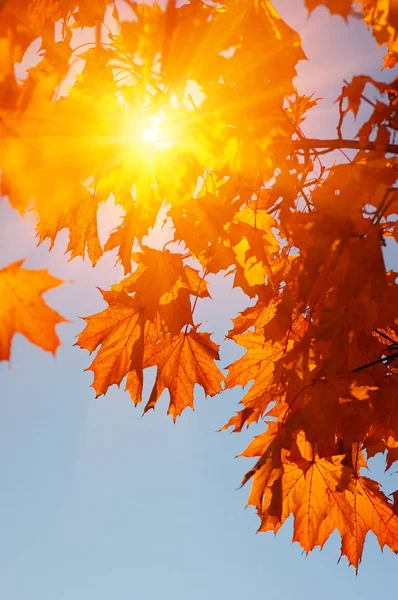  Sonbahar yaprakları güneşte