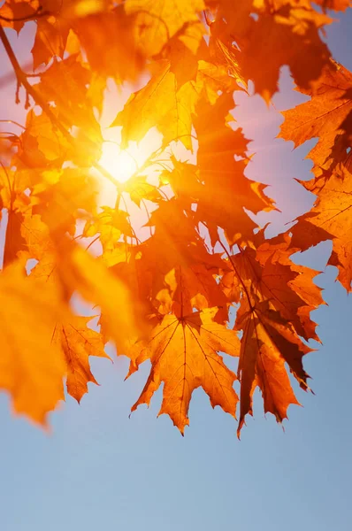  Sonbahar yaprakları güneşte