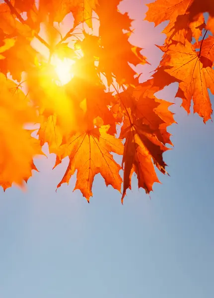  Sonbahar yaprakları güneşte