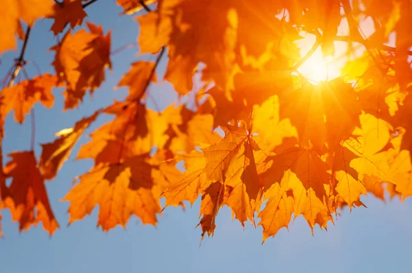 Hojas de otoño en el sol — Foto de Stock