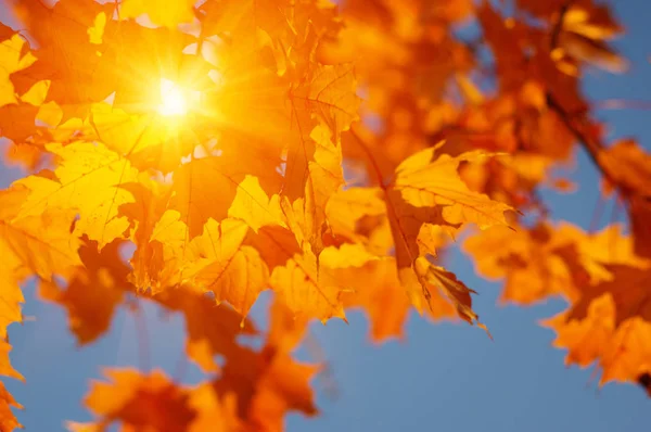 Autumn leaves on the sun — Stock Photo, Image