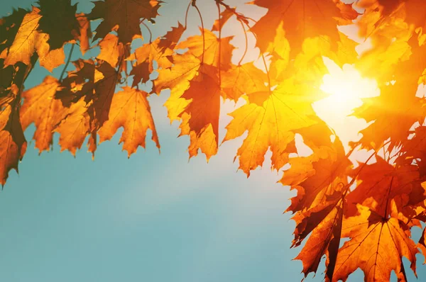  Sonbahar yaprakları güneşte
