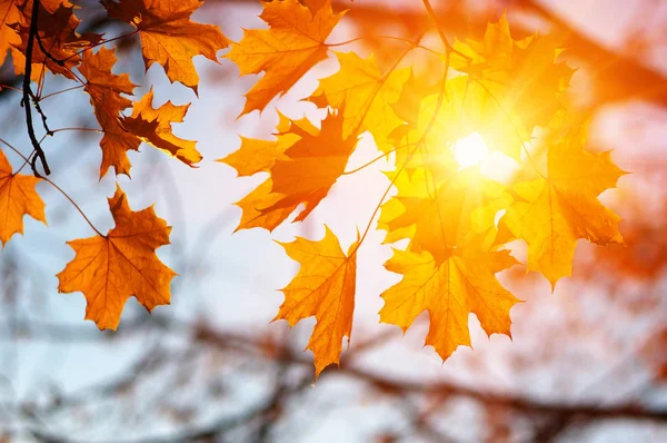  Sonbahar yaprakları güneşte