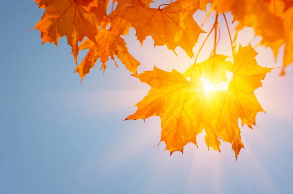 Hojas de otoño en el sol — Foto de Stock