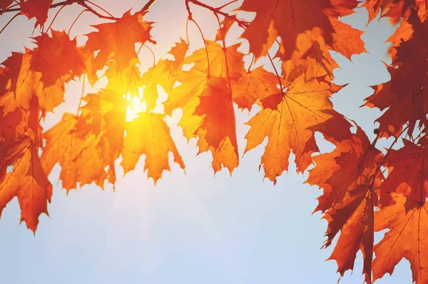  Sonbahar yaprakları güneşte