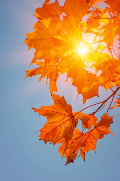 Autumn leaves on the sun — Stock Photo, Image