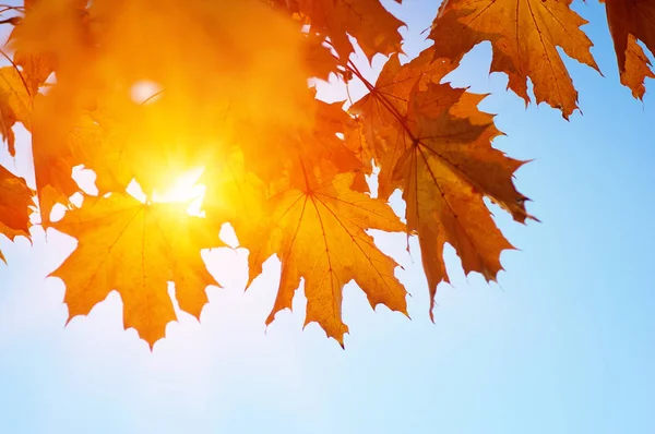  Sonbahar yaprakları güneşte