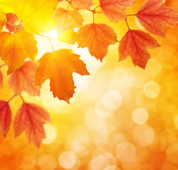 Autumn leaves on sun — Stock Photo, Image