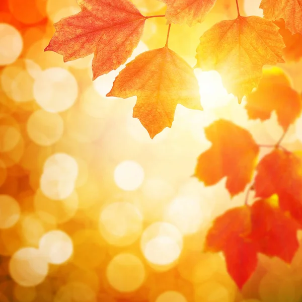 Folhas de outono no sol — Fotografia de Stock