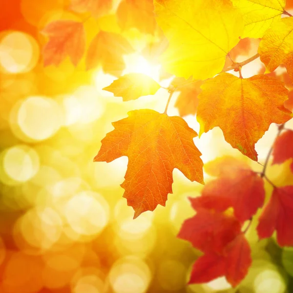  tarih Pzr sonbahar yaprakları