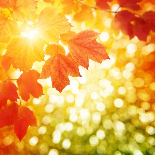 Autumn leaves on sun — Stock Photo, Image