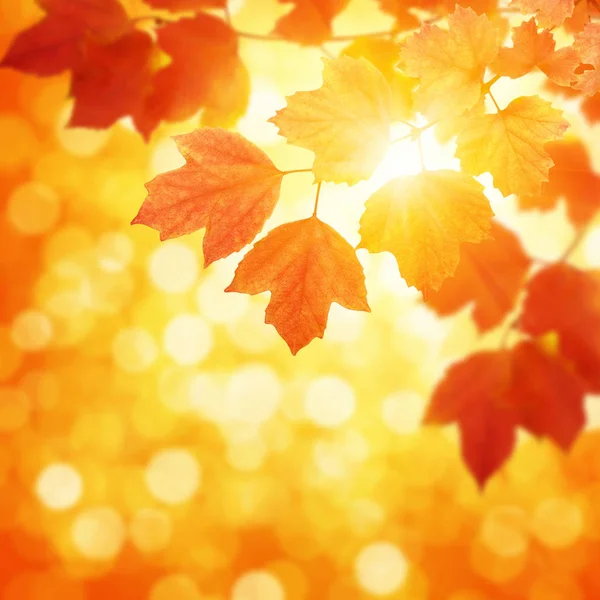 Őszi levelek, a nap — Stock Fotó