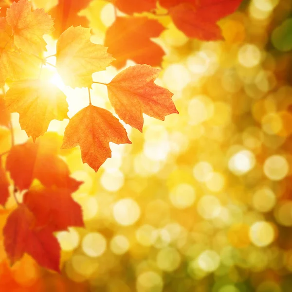 Feuilles d'automne sur le soleil — Photo