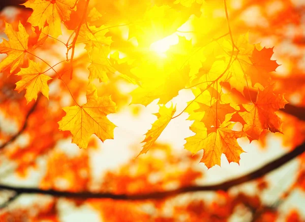 Herbstblätter an der Sonne — Stockfoto