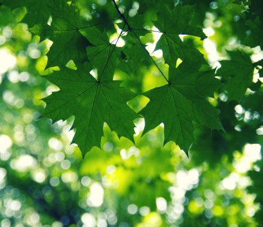 Yeşil yeşil yaprakları 