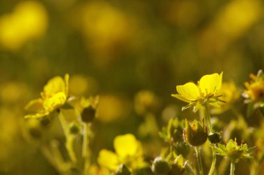 Bahar çiçekleri tarih Pzr