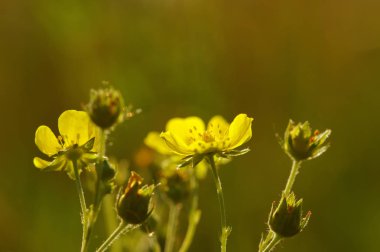 Bahar çiçekleri tarih Pzr