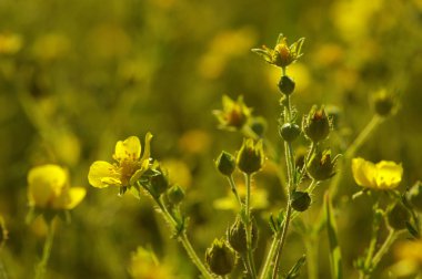 Bahar çiçekleri tarih Pzr
