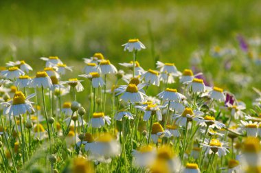 Bahar çiçekleri tarih Pzr