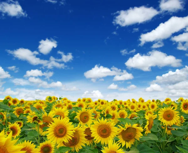 Champ de tournesols en fleurs — Photo